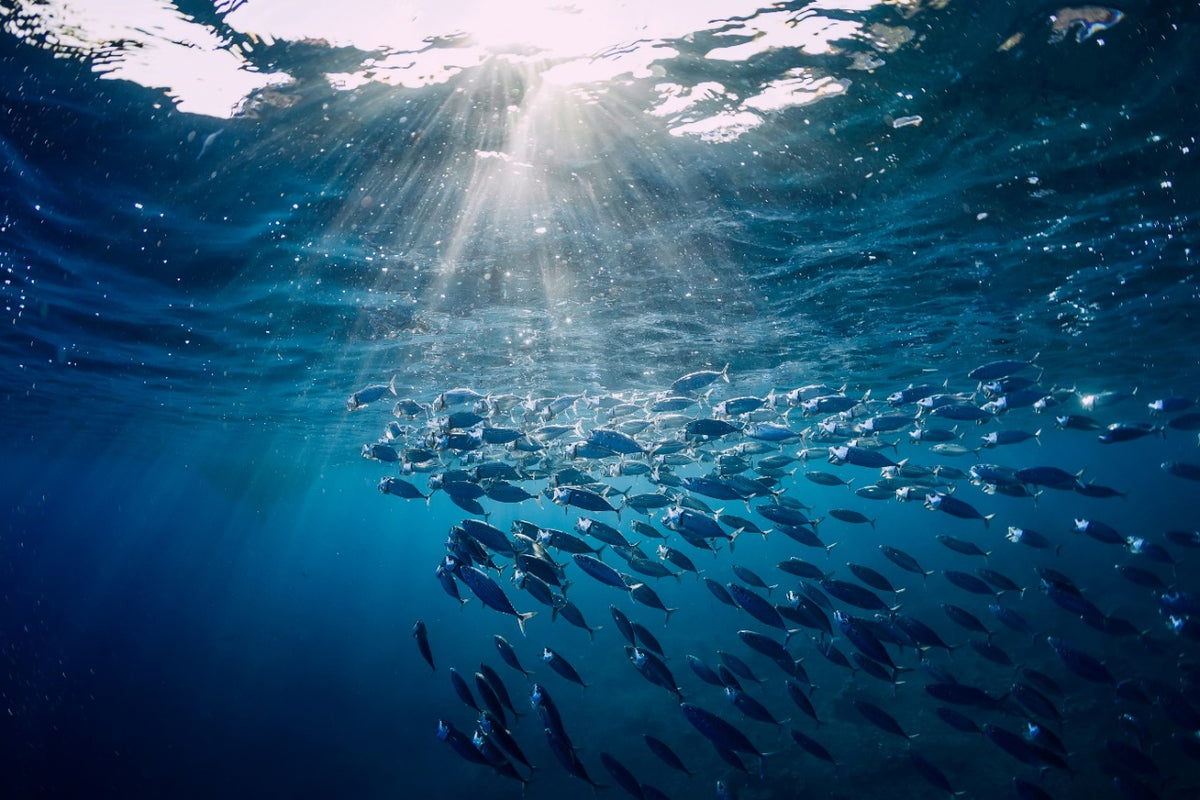 O que são correntes marítimas e como elas influenciam na pesca?