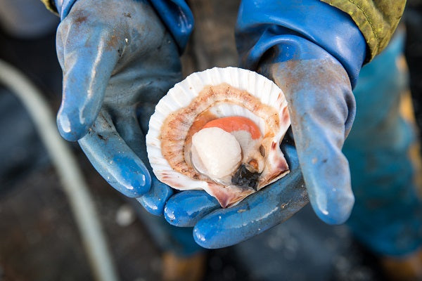 Por que os mariscos das rías Gallegas são os melhores do mundo?