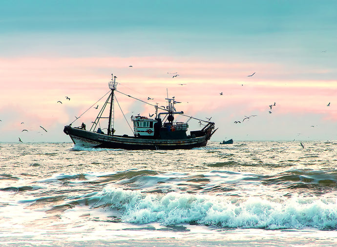 Como a pesca sustentável de sardinha garante o futuro da espécie?