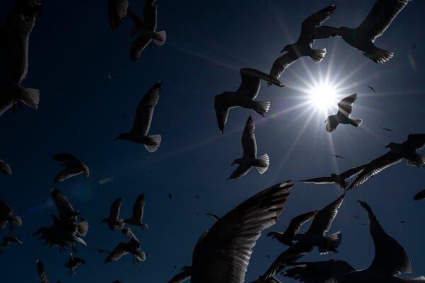 gaivotas-que-vivem-perto-do-mar-Daniel-Rodrigues-para-The-New-York-Times