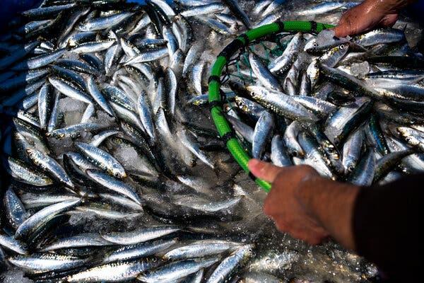 sardinhas-frescas-recem-pescadas-Daniel-Rodrigues-para-The-New-York-Times